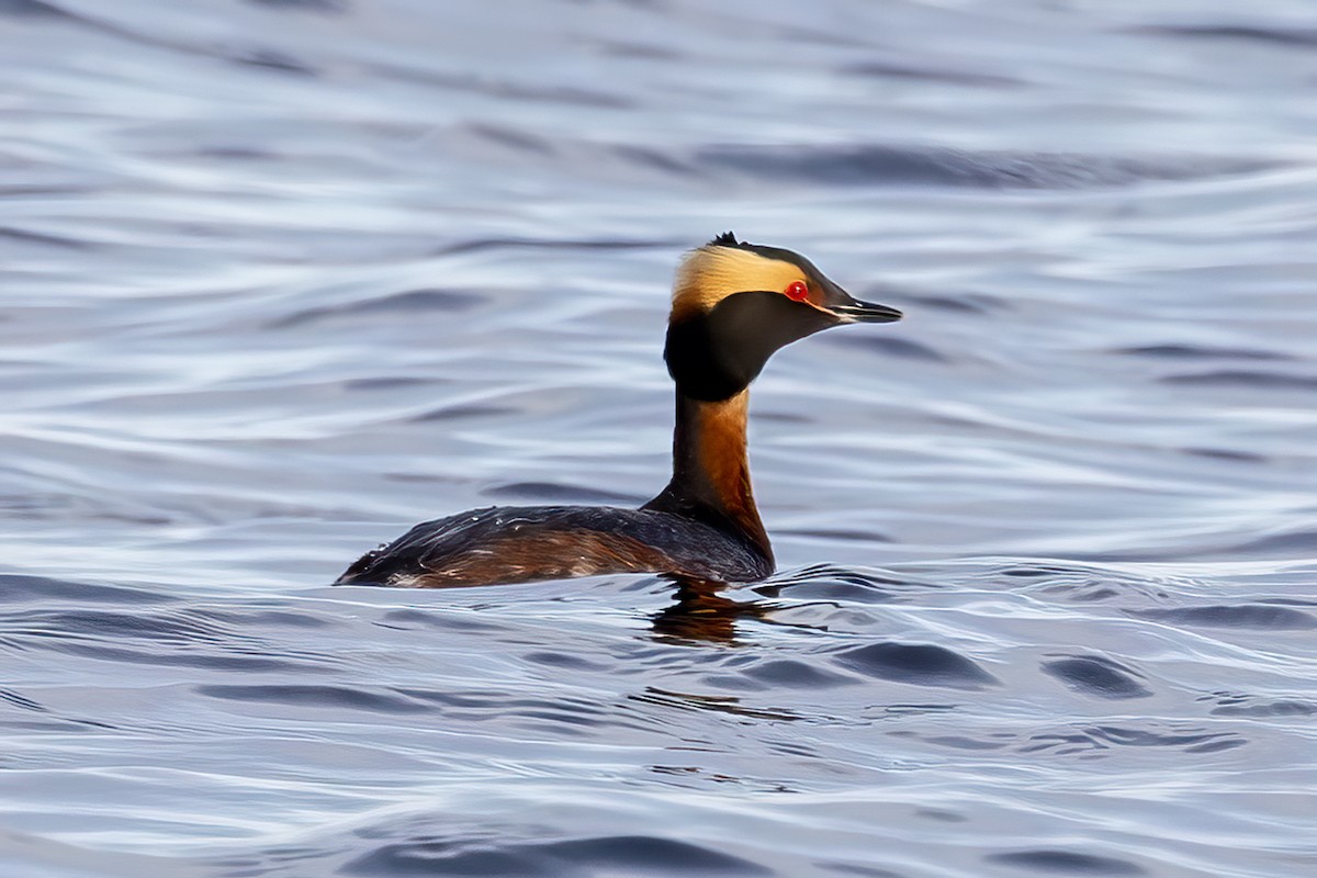 Horned Grebe - Rudy Pohl