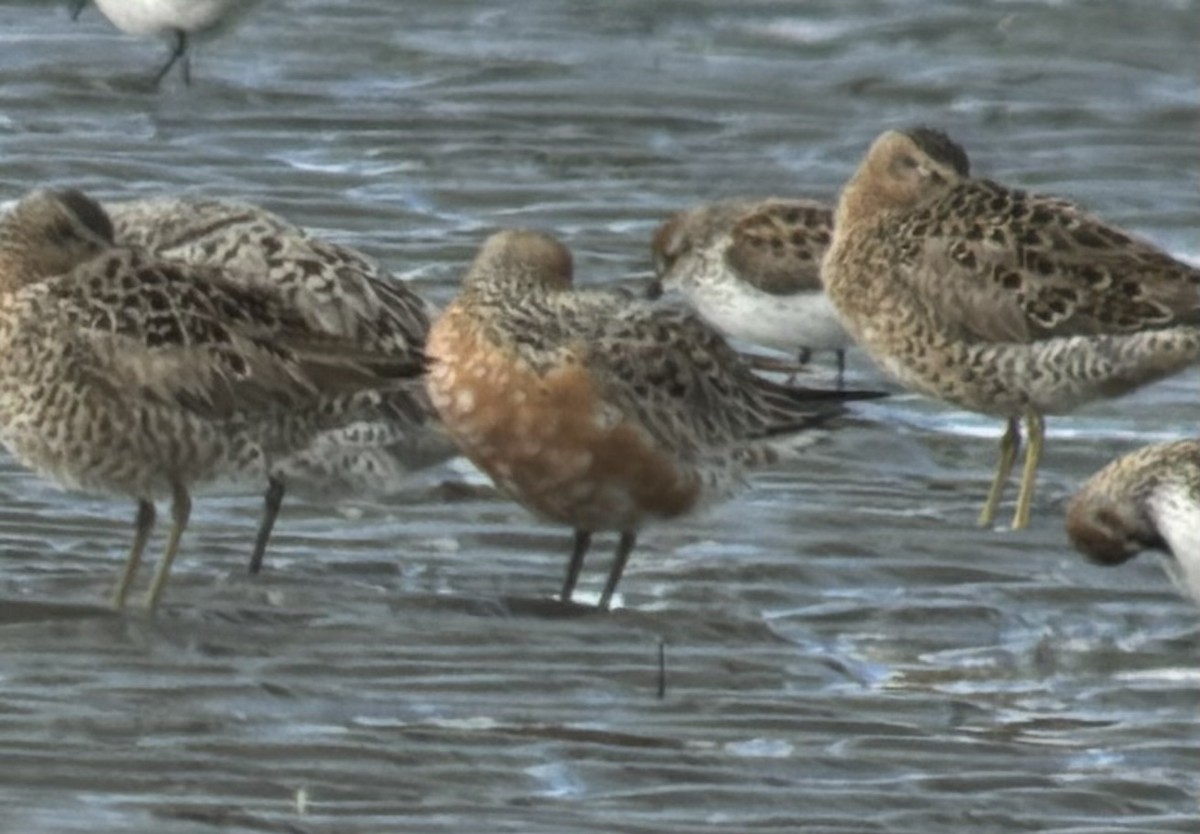 Red Knot - ML618019628
