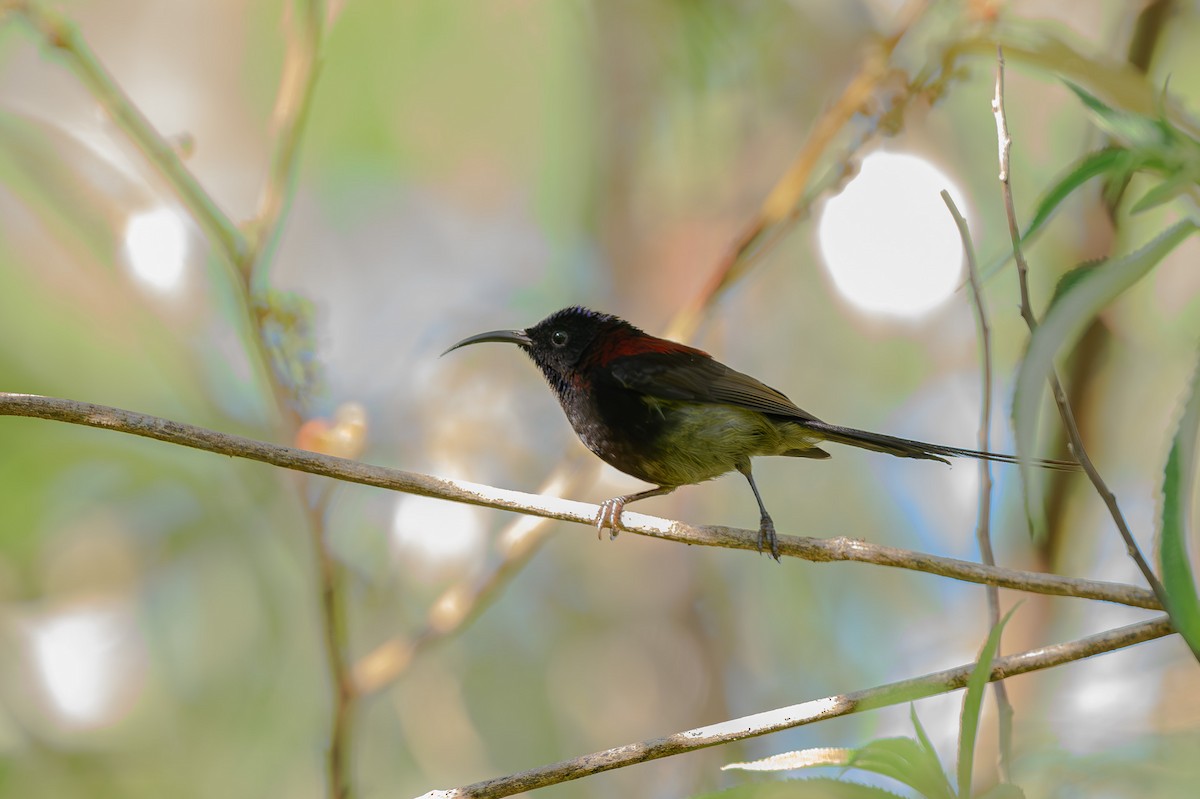 Black-throated Sunbird - ML618019641