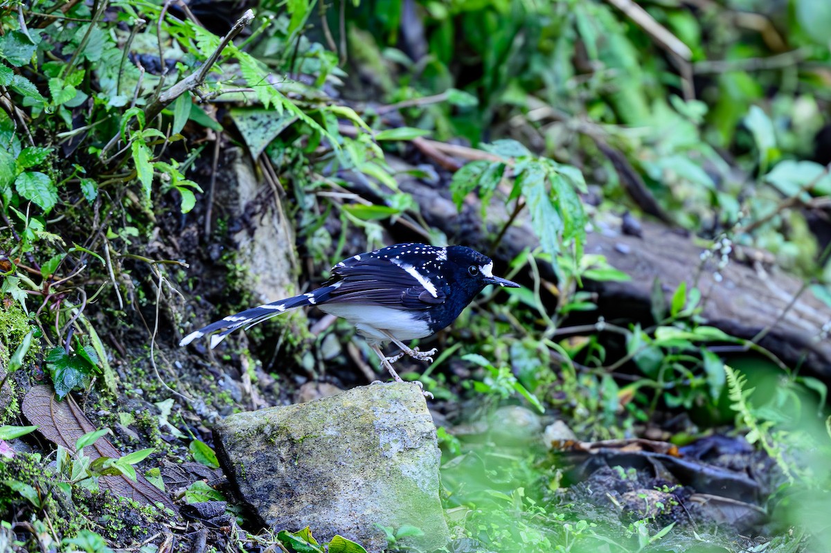 White-crowned Forktail - ML618019646