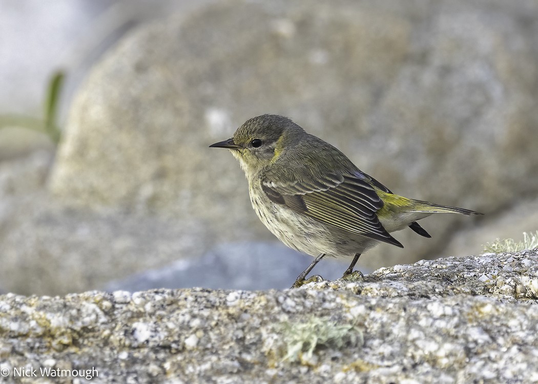 Cape May Warbler - ML618019654