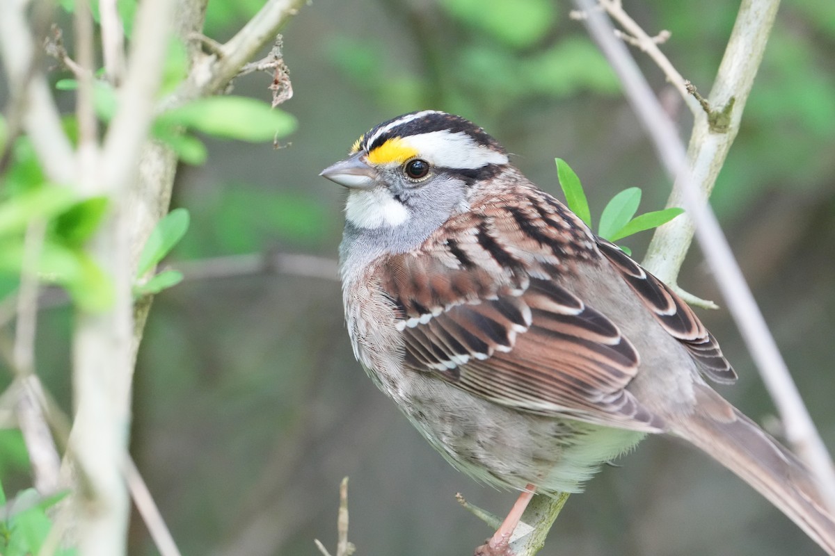 White-throated Sparrow - Will Cihula