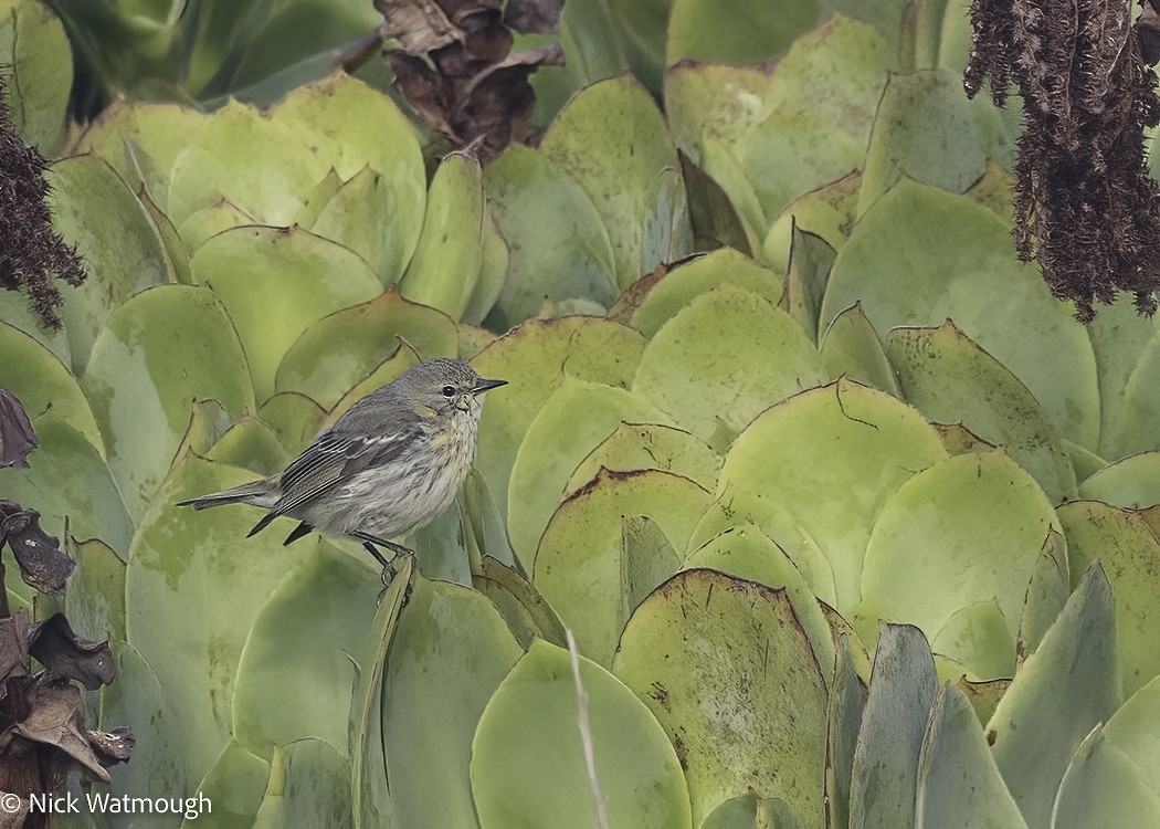 Cape May Warbler - ML618019671
