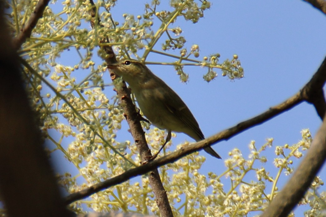 Greenish Warbler - Anshuman Sarkar