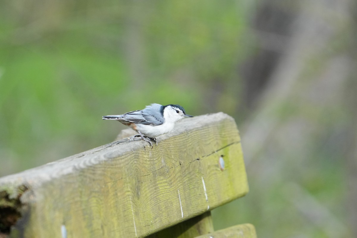 White-breasted Nuthatch - ML618019687