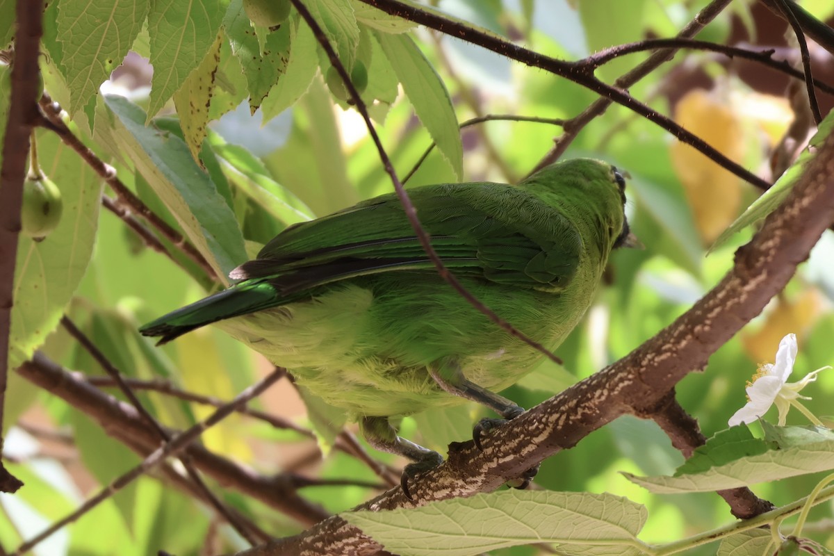 Lesser Green Leafbird - Tien Jia Yu