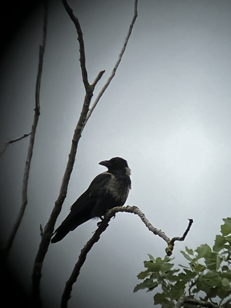 Hooded Crow - ML618019716