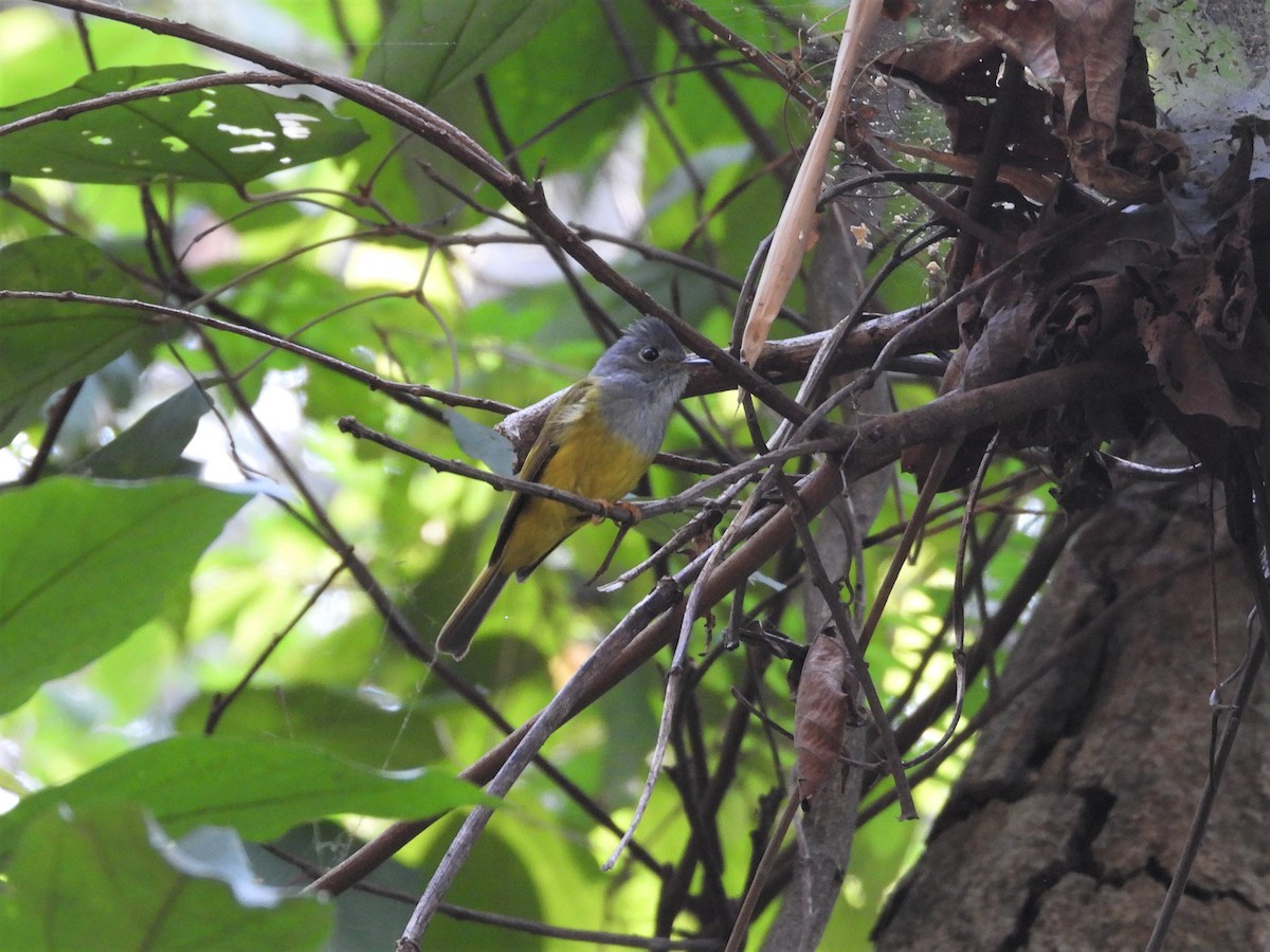 Gray-headed Canary-Flycatcher - ML618019763