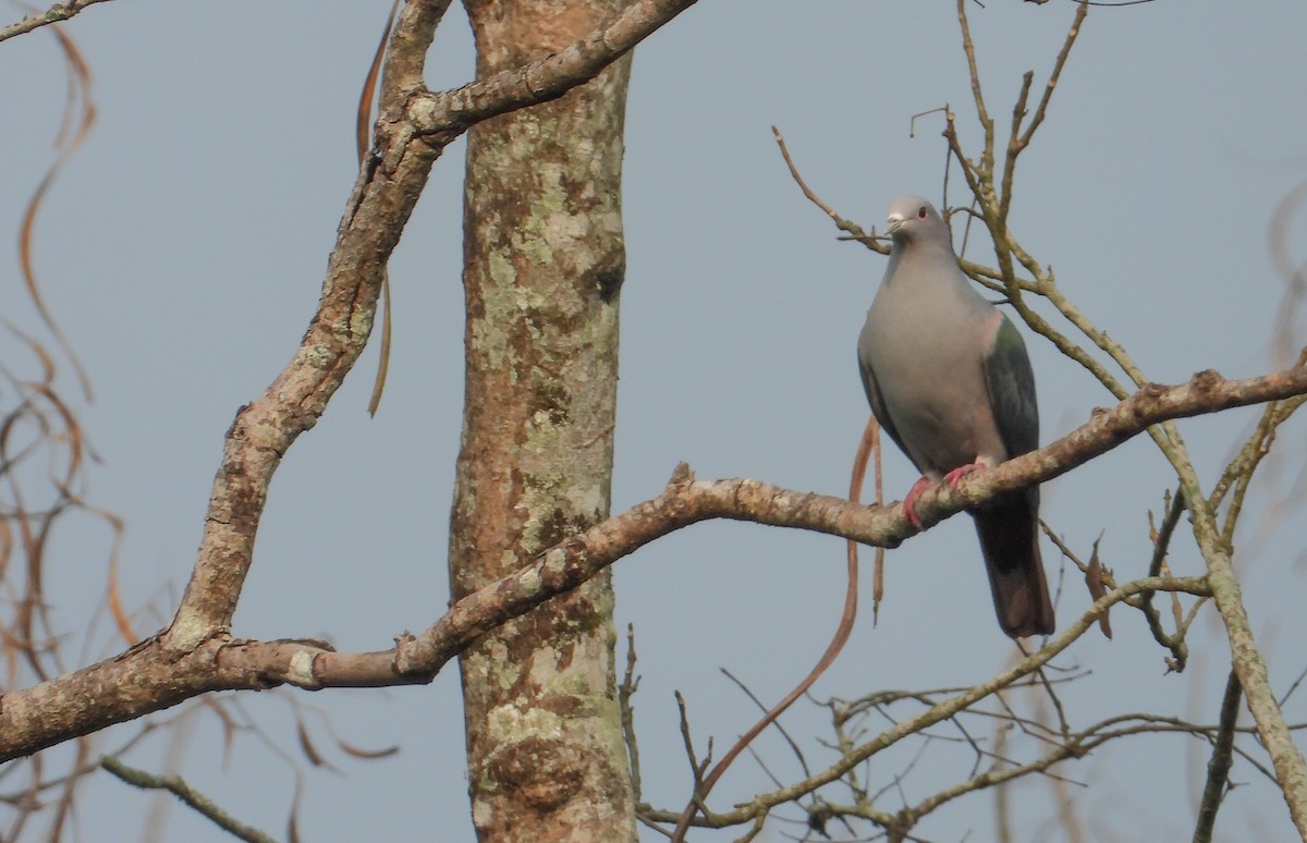 Green Imperial-Pigeon - ML618019765