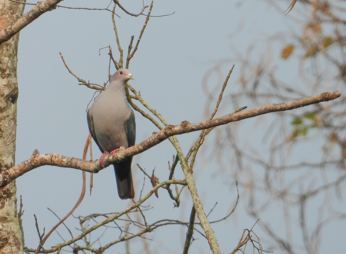 Green Imperial-Pigeon - tina shangloo