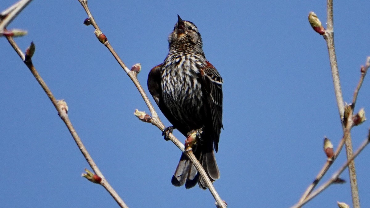Red-winged Blackbird - ML618019783