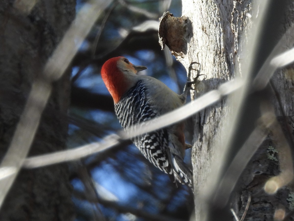 Red-bellied Woodpecker - ML618019799