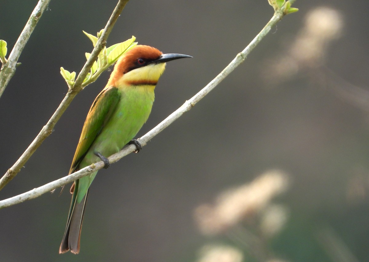 Chestnut-headed Bee-eater - tina shangloo
