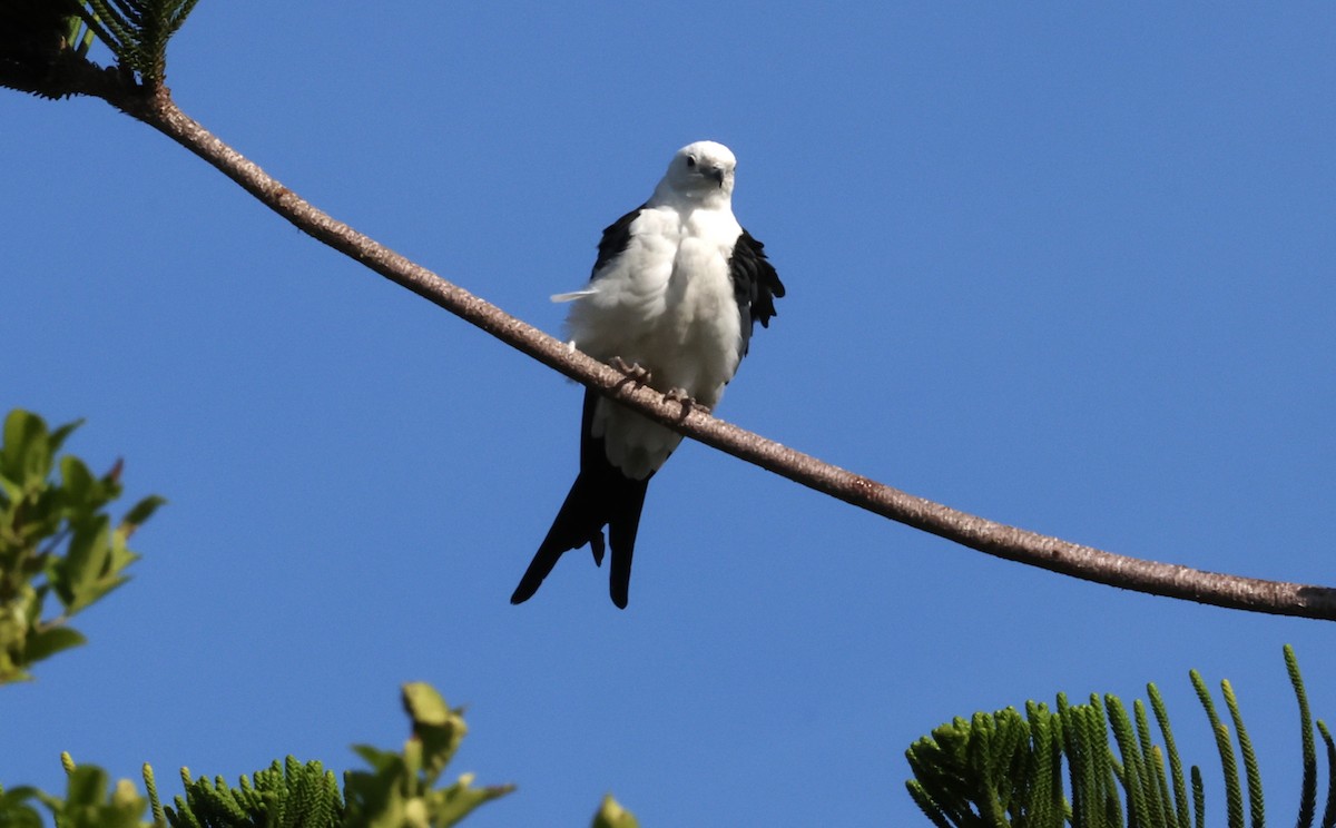 Swallow-tailed Kite - ML618019804