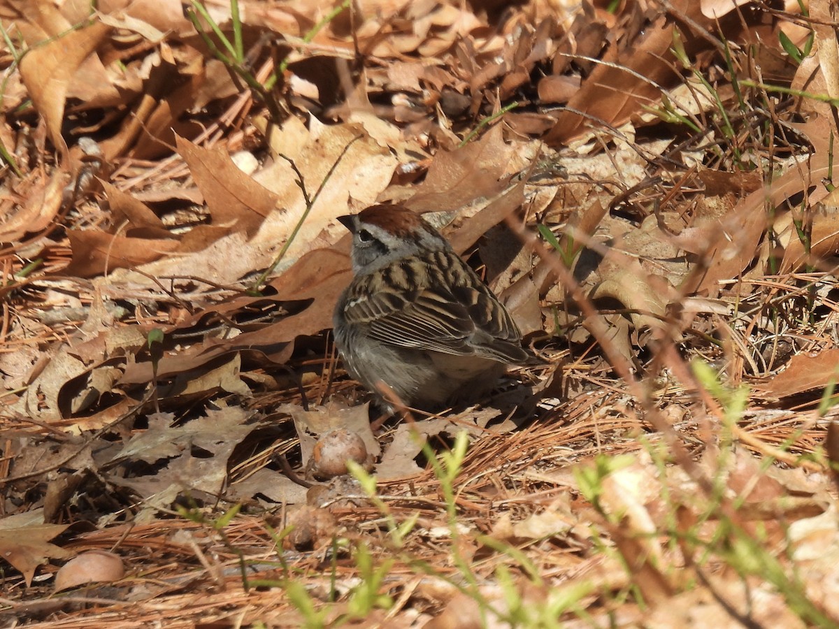 Chipping Sparrow - ML618019808