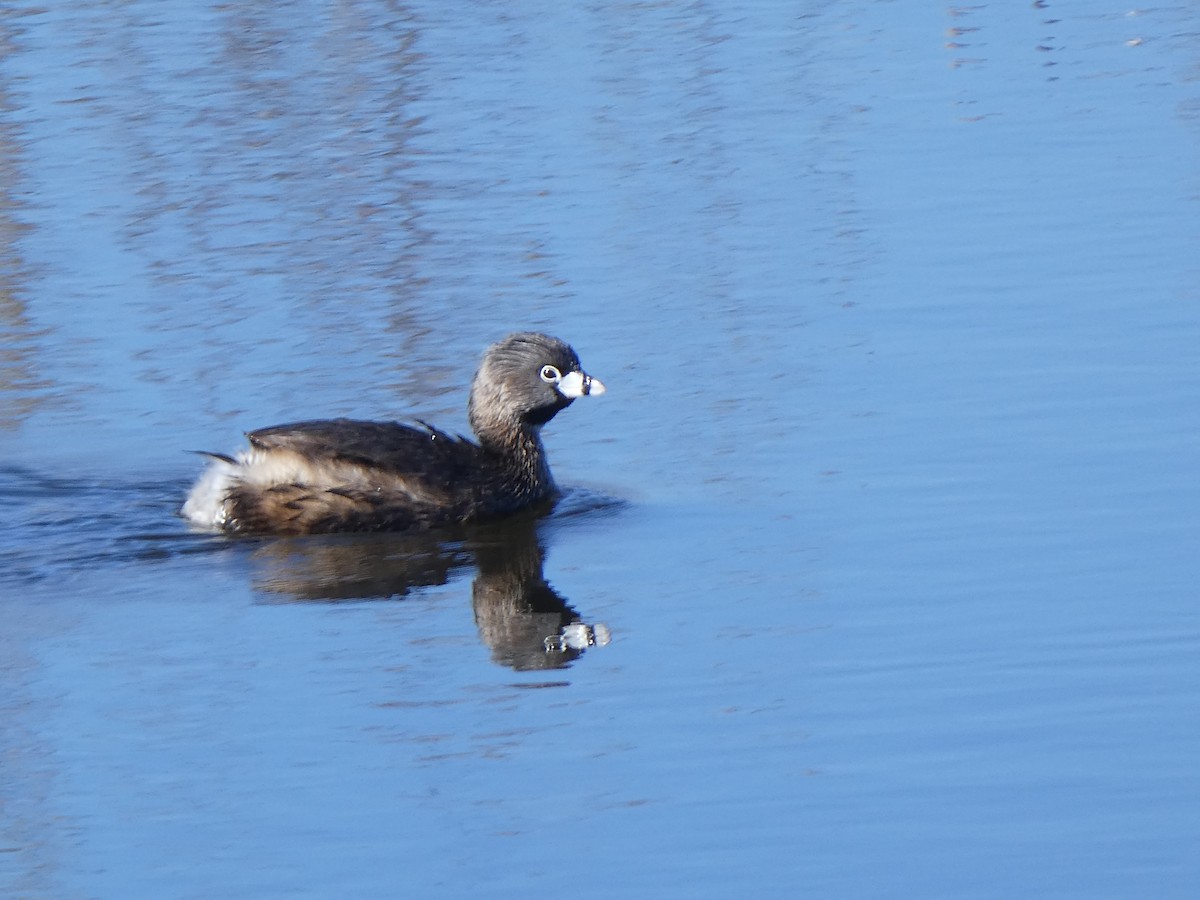 Pied-billed Grebe - Thomas Ouchterlony
