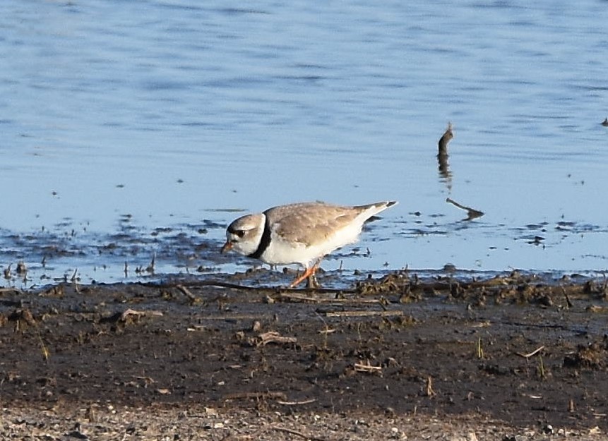 Piping Plover - ML618019835