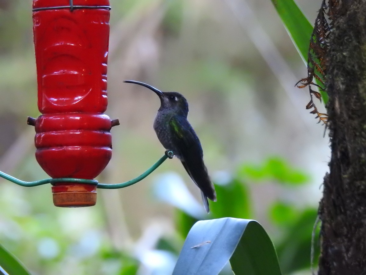 kolibřík fialkový - ML618019838