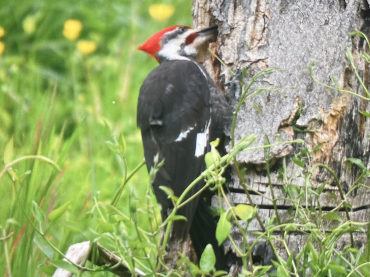 Pileated Woodpecker - ML618019849