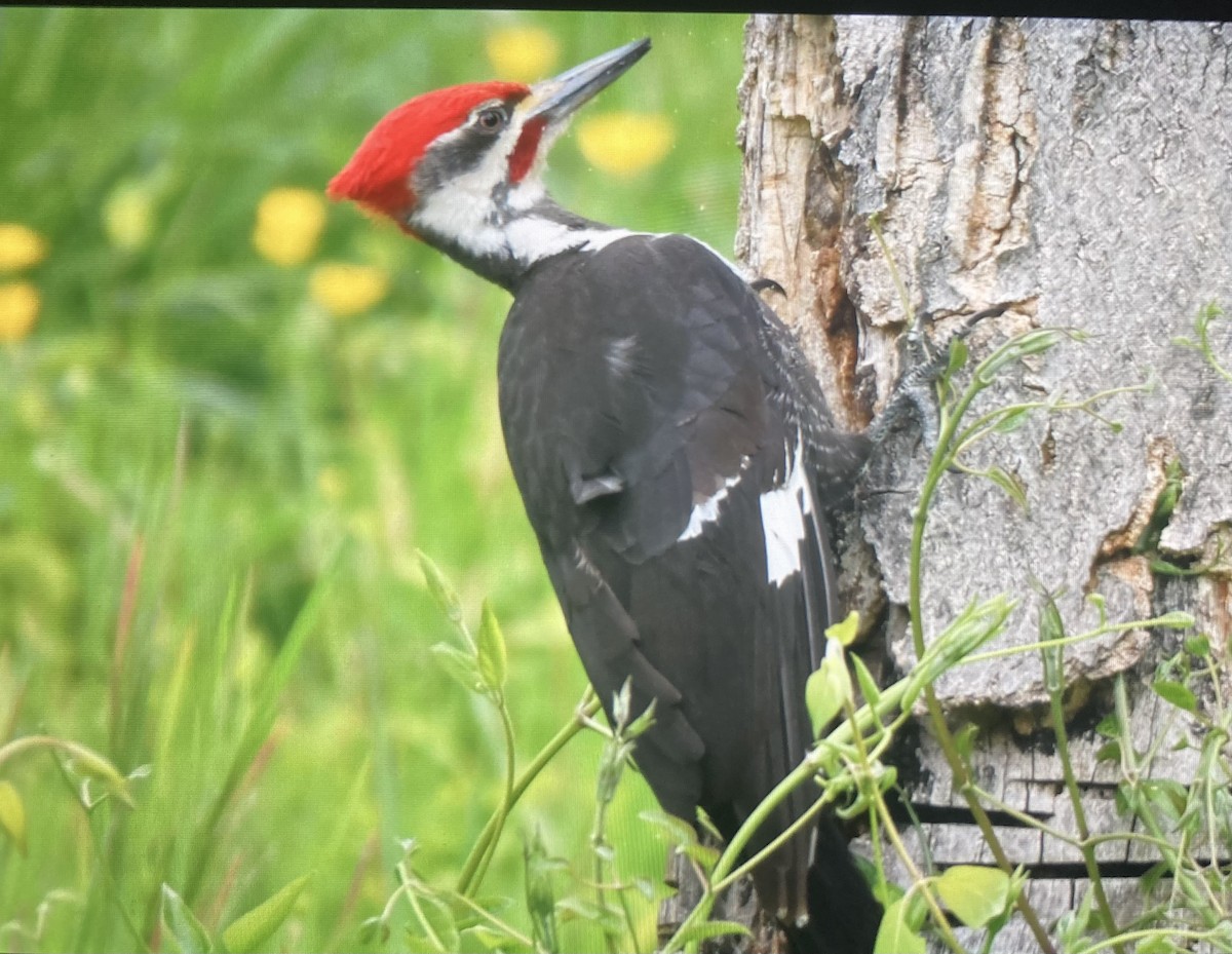Pileated Woodpecker - ML618019850