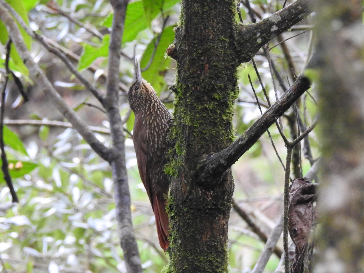 Spot-crowned Woodcreeper - ML618019876