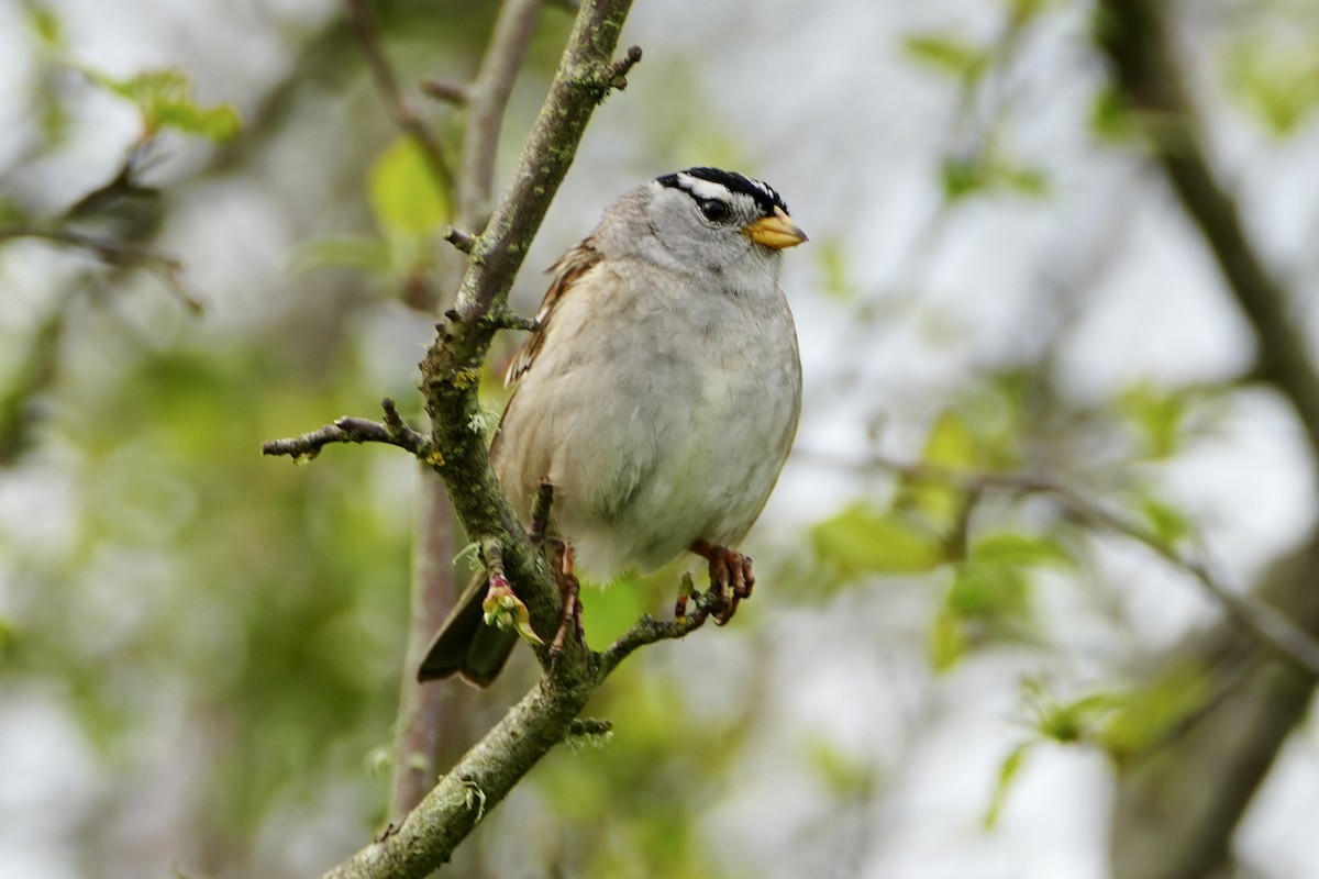 White-crowned Sparrow - ML618019880