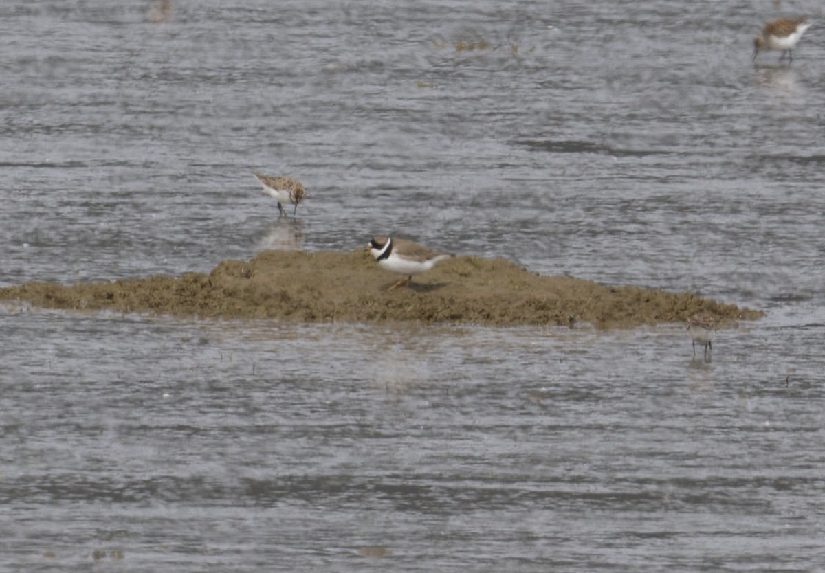 Semipalmated Plover - ML618019883