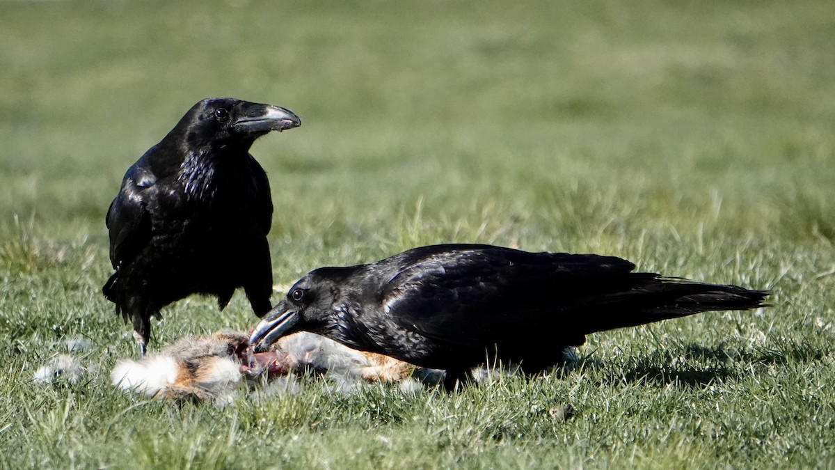 Common Raven - Peter Modest