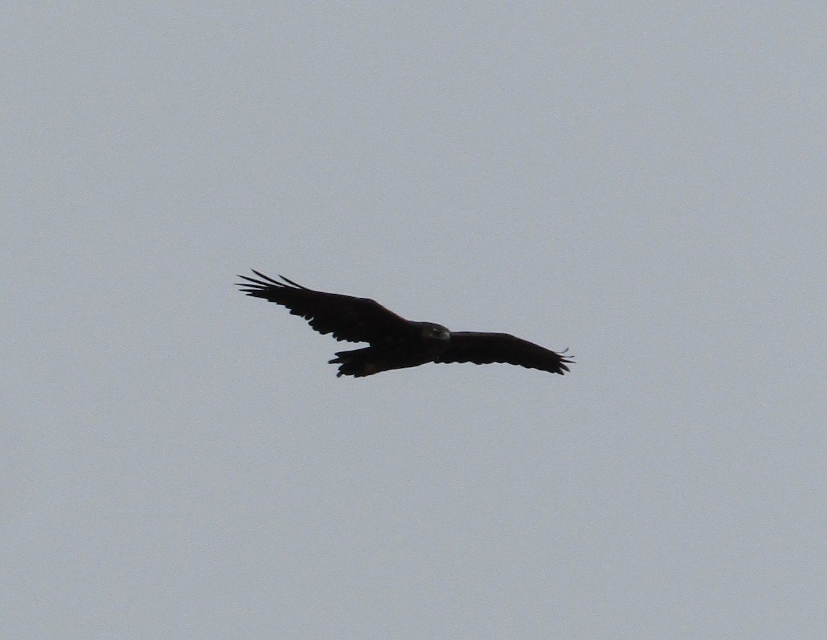 Black-chested Buzzard-Eagle - ML618019895