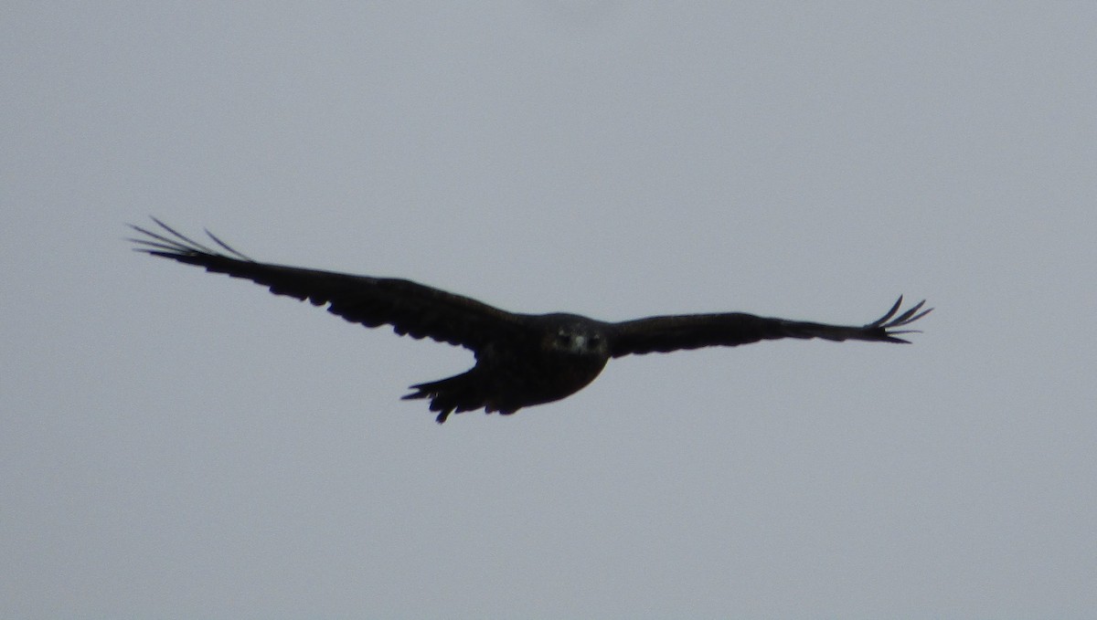 Black-chested Buzzard-Eagle - ML618019896