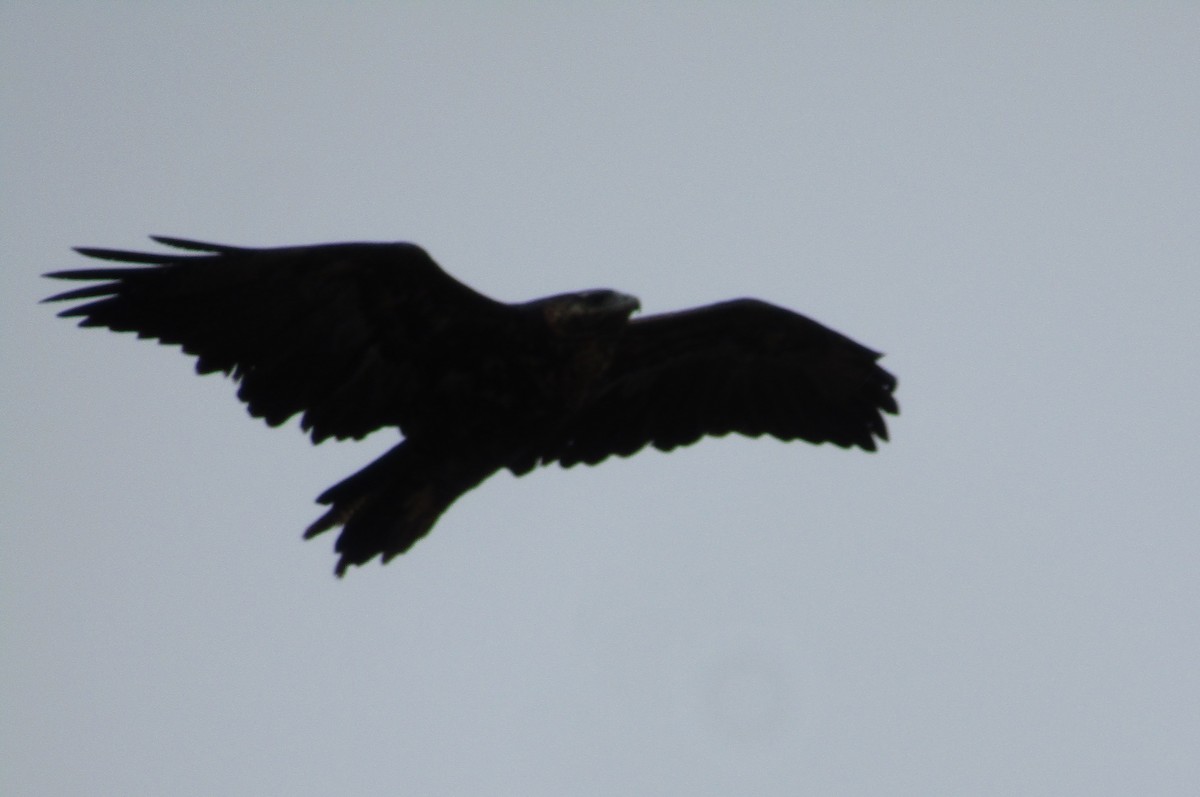 Black-chested Buzzard-Eagle - ML618019897