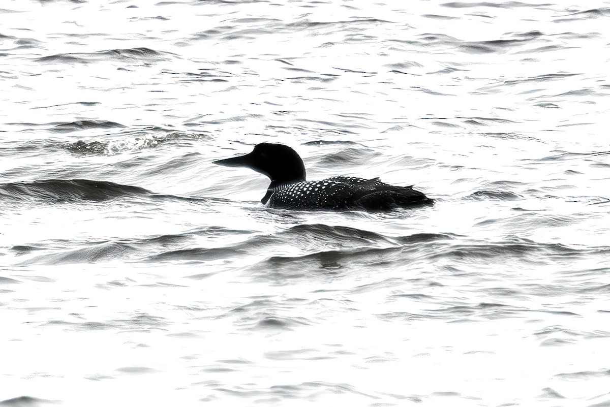 Common Loon - Rudy Pohl