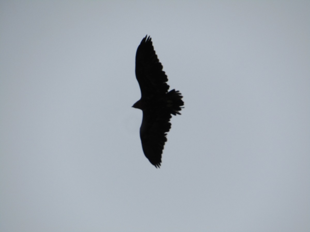 Black-chested Buzzard-Eagle - ML618019911