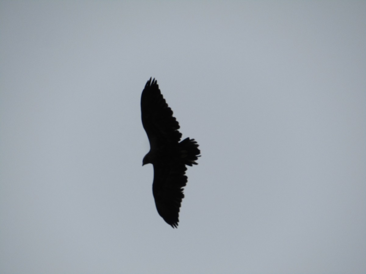 Black-chested Buzzard-Eagle - ML618019913