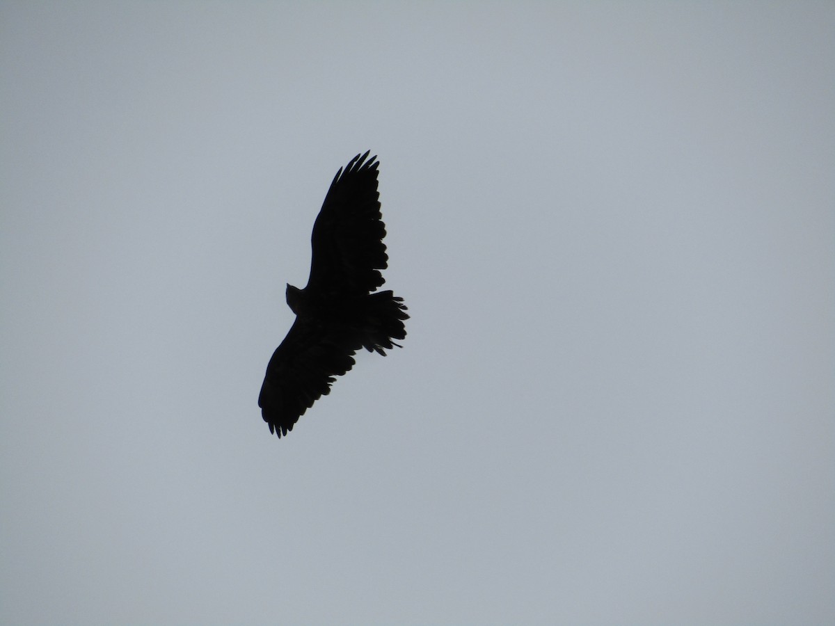 Black-chested Buzzard-Eagle - ML618019914