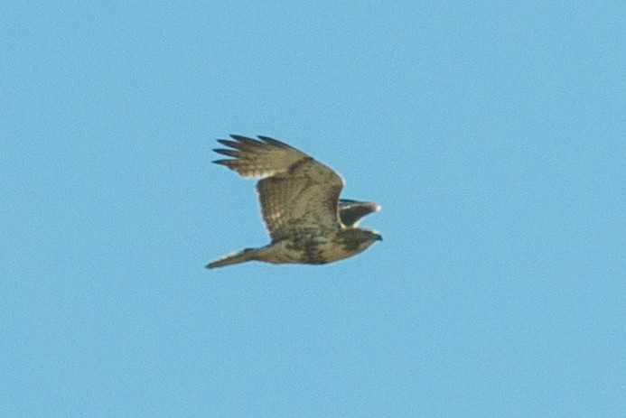 Red-tailed Hawk - ML618019918