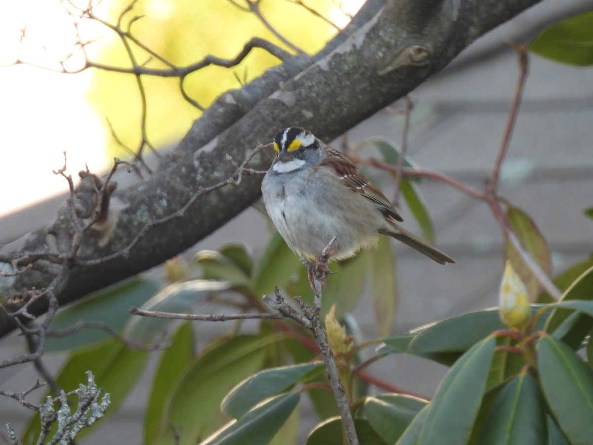 White-throated Sparrow - Curt Nehrkorn