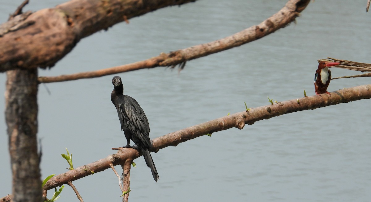 Little Cormorant - tina shangloo