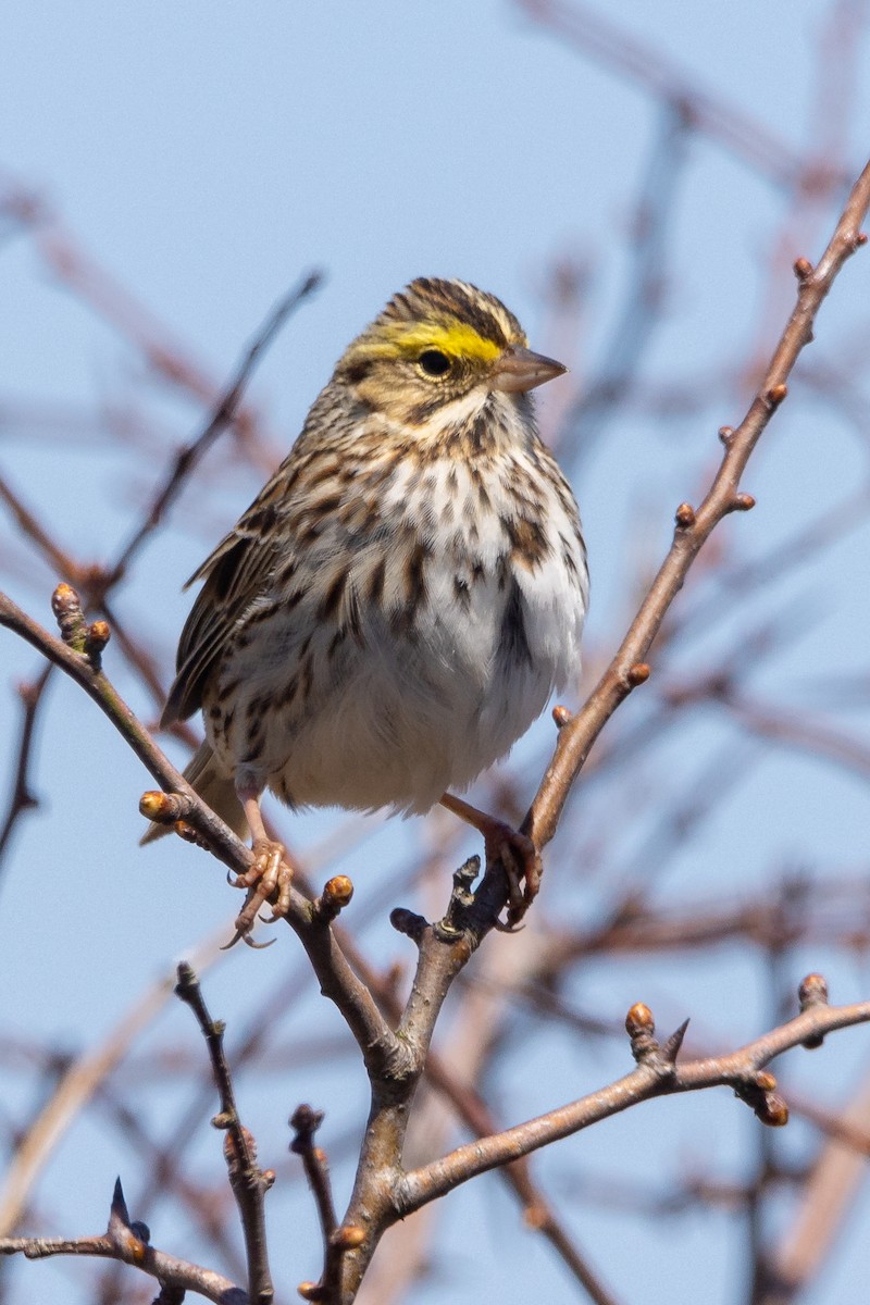 Savannah Sparrow (Savannah) - ML618019958