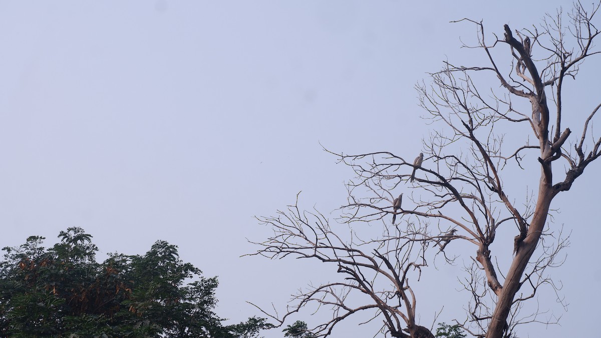 Indian Gray Hornbill - ML618020025