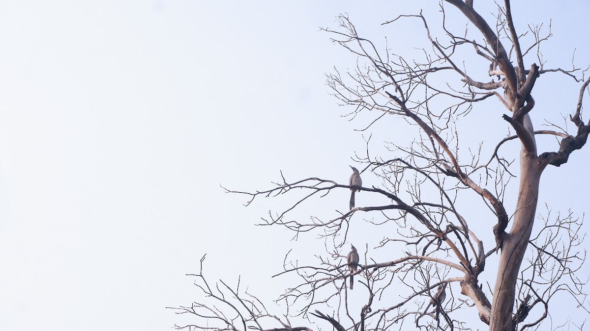 Indian Gray Hornbill - ML618020026
