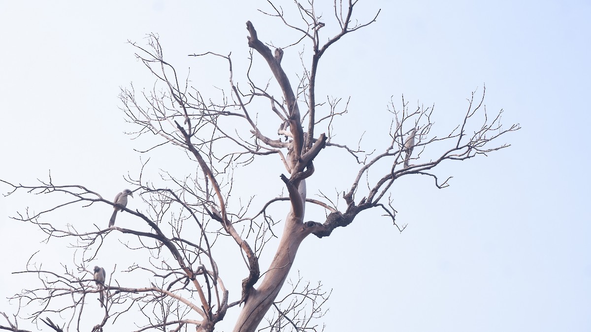 Indian Gray Hornbill - ML618020028