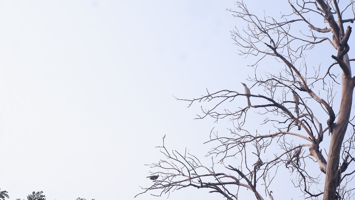Indian Gray Hornbill - ML618020031