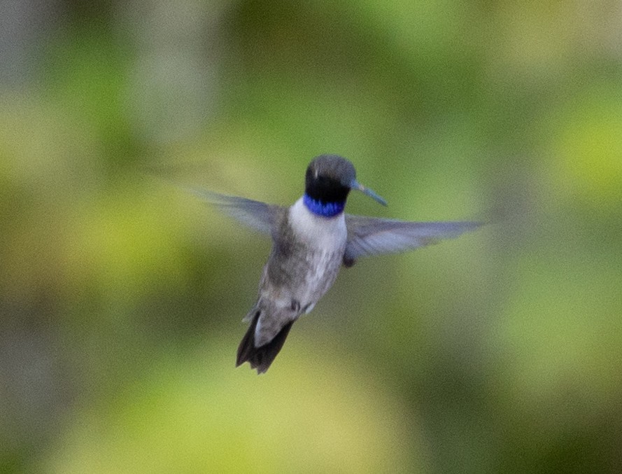 Black-chinned Hummingbird - ML618020036