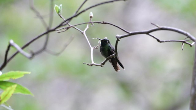Emerald-chinned Hummingbird - ML618020037