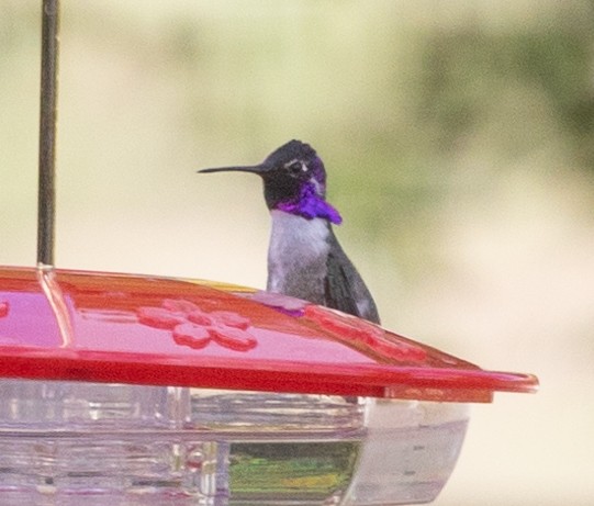 Costa's Hummingbird - ML618020068