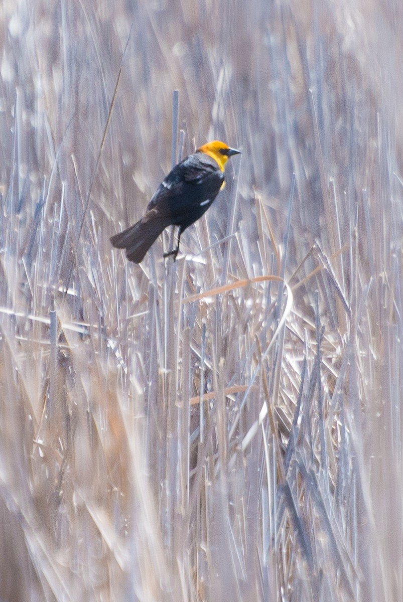 Yellow-headed Blackbird - Jason Hedlund
