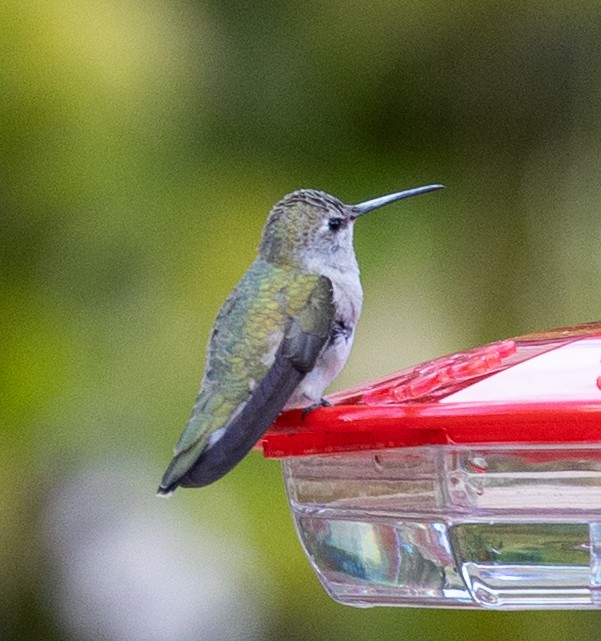 Costa's Hummingbird - ML618020089