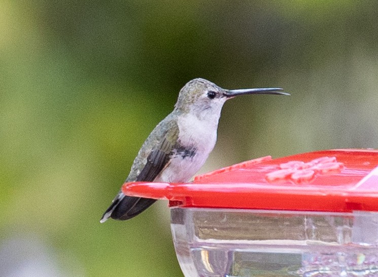 Costa's Hummingbird - ML618020090