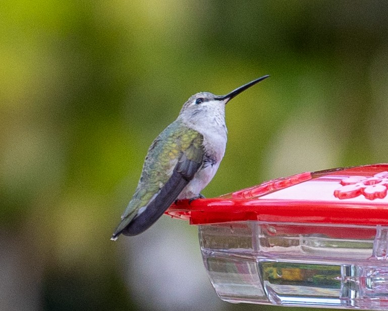 Costa's Hummingbird - Dale Ball